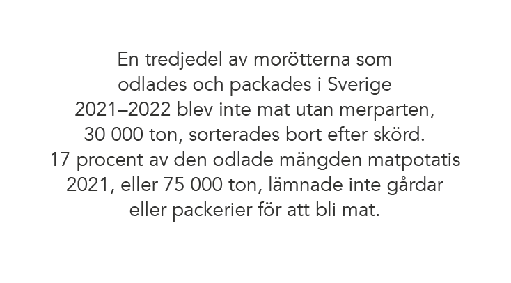  En tredjedel av mor tterna som odlades och packades i Sverige 2021–2022 blev inte mat utan merparten, 30 000 ton, so...