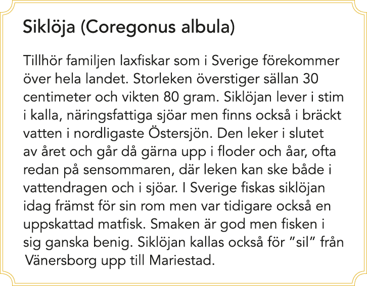 Sikl ja (Coregonus albula) Tillh r familjen laxfiskar som i Sverige f rekommer ver hela landet. Storleken  verstiger...