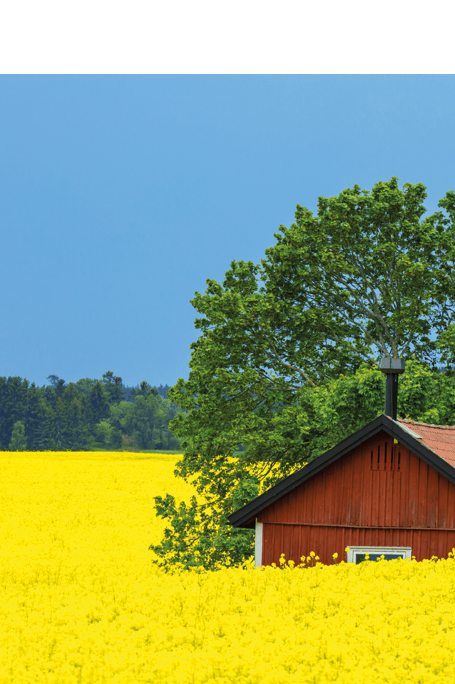 Small red cottage in rape fields